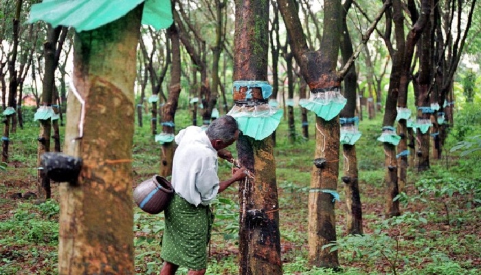 rubber-issue-kerala